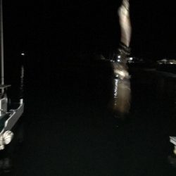 激シブでも大潮の南紀串本でエギング、アオリイカ釣果