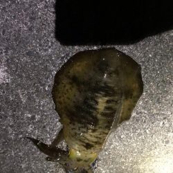 北風に強い地磯で秋イカ狙いのエギング釣果