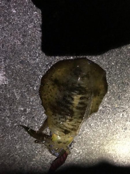 北風に強い地磯で秋イカ狙いのエギング釣果