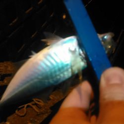 浜名湖 アジング