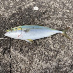 ショアジギング