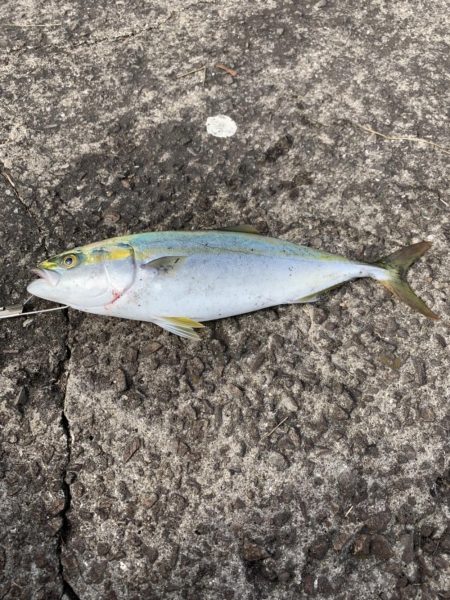 ショアジギング