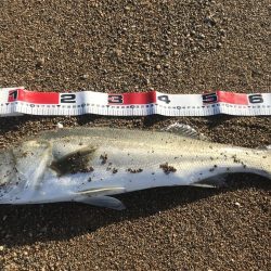 サーフシーバス