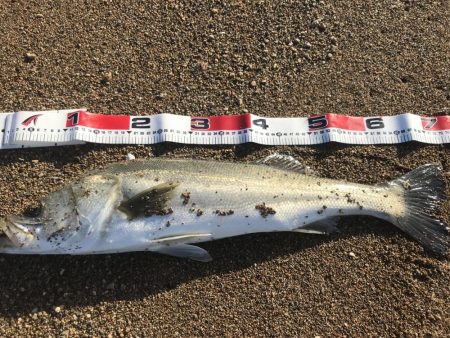 サーフシーバス