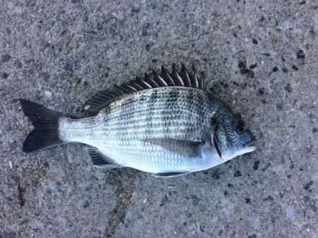 本命あらわる？