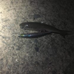 マイワシがいる中のイナッコボイル