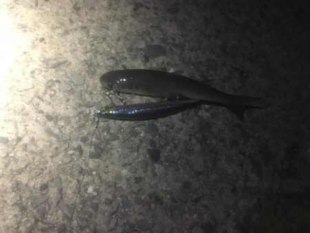 マイワシがいる中のイナッコボイル