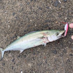 諦めないジギング