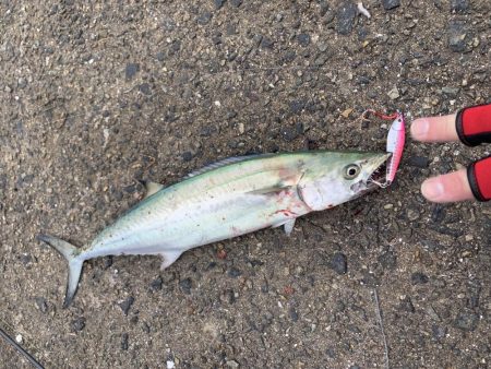 諦めないジギング