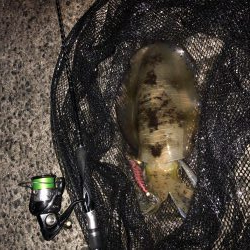 ギリギリですがキロアップでました