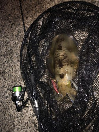 ギリギリですがキロアップでました