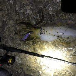 ちょっとだけ遠征エギング