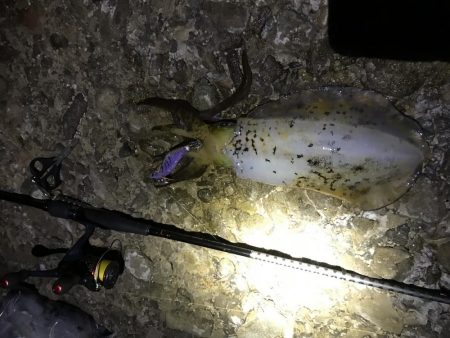 ちょっとだけ遠征エギング