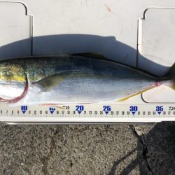 沖一文字でイサギ