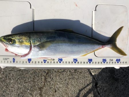 沖一文字でイサギ