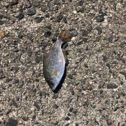 のんびりサビキ釣り