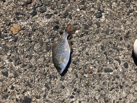 のんびりサビキ釣り