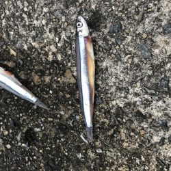 11月22日神戸太刀魚