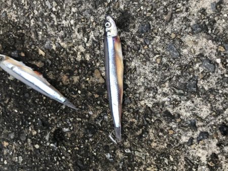 11月22日神戸太刀魚