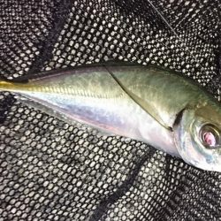 なかなかのサイズのアジでした！