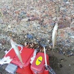 室津で投げ釣り!キスとタコ