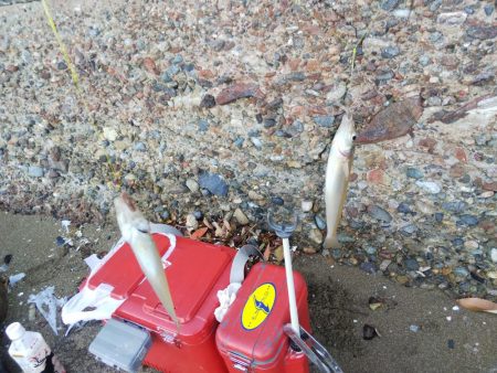 室津で投げ釣り!キスとタコ