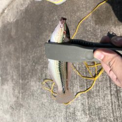 タチウオさん…？