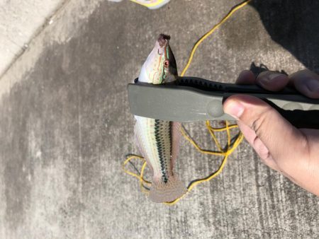 タチウオさん…？