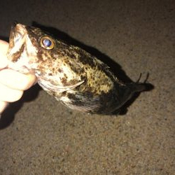 28センチのタケノコメバル