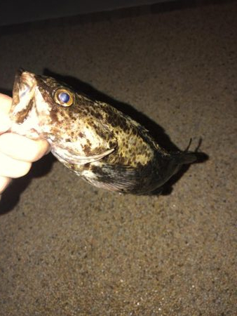 28センチのタケノコメバル