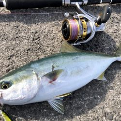 逃した魚は大きい