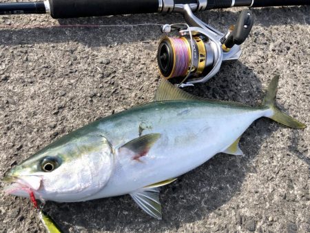 逃した魚は大きい