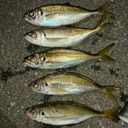 アジも大きく育ってきました