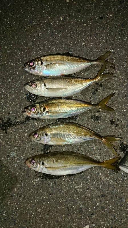 アジも大きく育ってきました