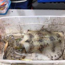 ティップラン再び