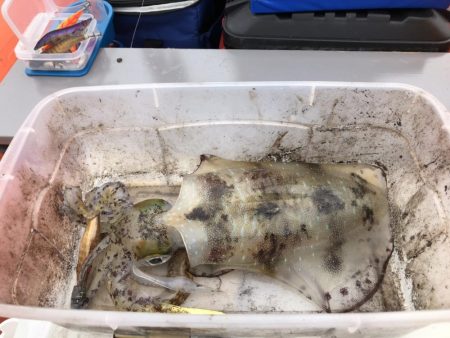 ティップラン再び