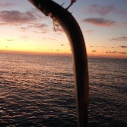 カゲロウはサヨリの代わりになりますか？