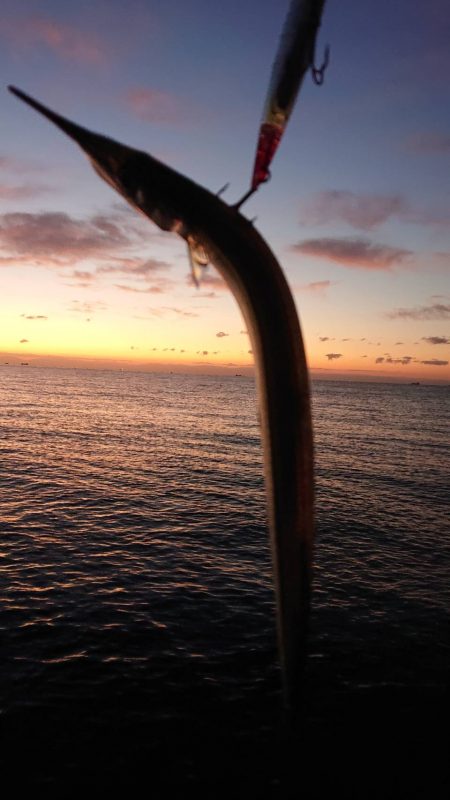 カゲロウはサヨリの代わりになりますか？