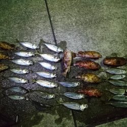 伊方~三机アジングランガン