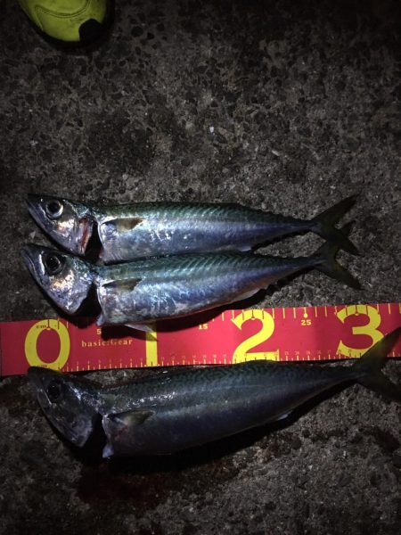 太刀魚不発、サバ猛攻