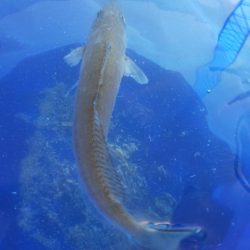 小物釣り タチウオ不発