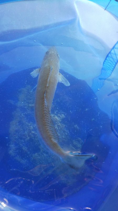 小物釣り タチウオ不発