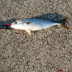 秋の3種コンプリート