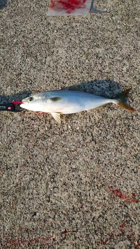 秋の3種コンプリート