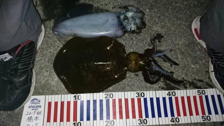 朝まずめ狙いで行って来ました。