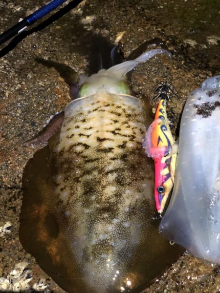 前日に引き続き