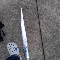 タチウオがいる