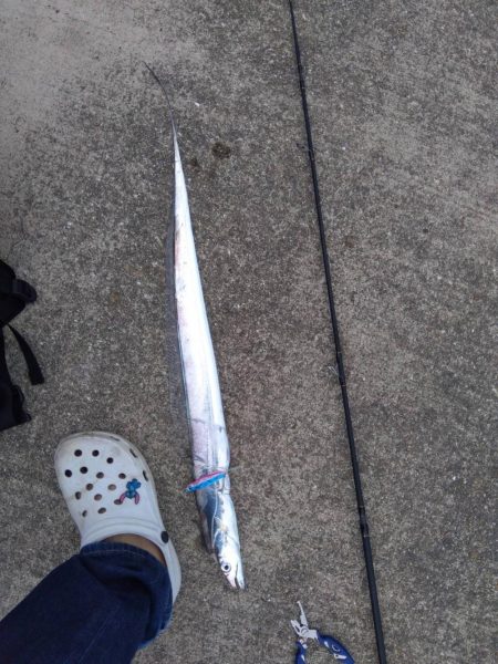 タチウオがいる