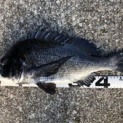 イチノ兄弟、釣果！