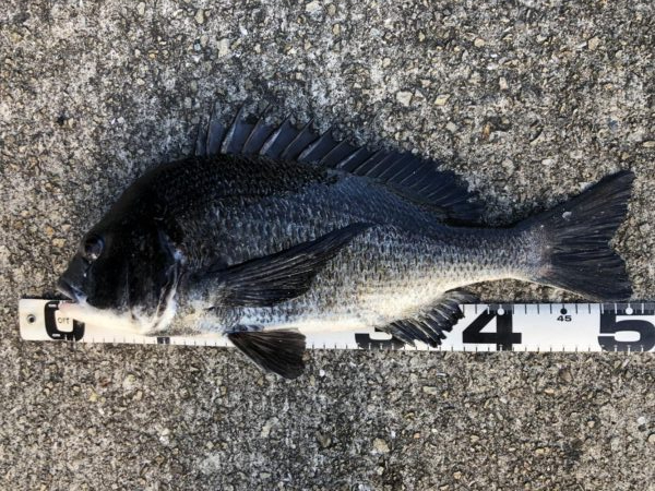 イチノ兄弟、釣果！